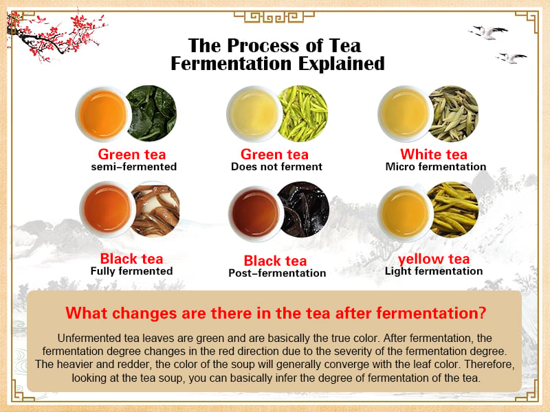 The Process of Tea Fermentation Explained