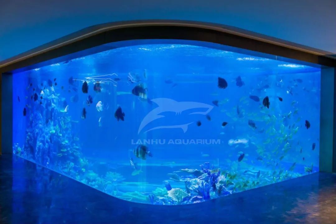 [Shanghai Lanhu Aquarium Engineering Project] living up to expectations And Exceeding expectations, the acrylic aquarium at Cuihu Xiangshan International Garden in Zhuhai has been completed.