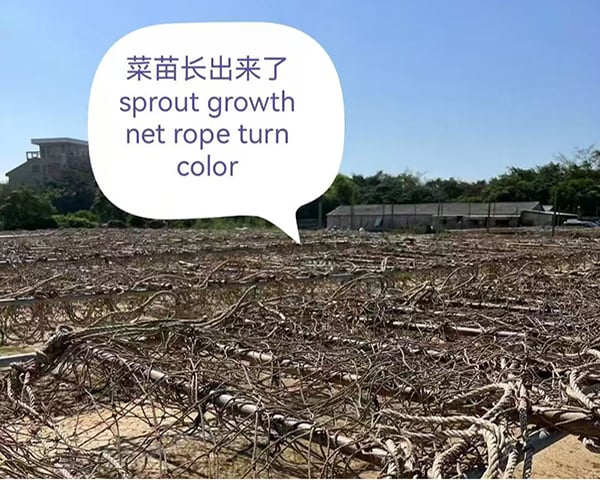 4) Why Sunlight Exposure is Necessary for Laver During Growing