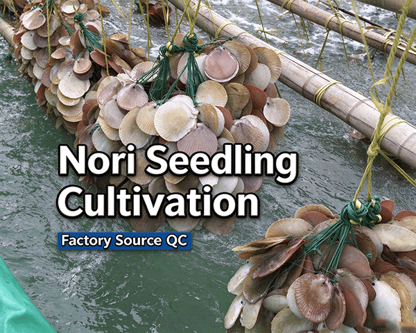 Laver Seedling Production - Strict Source Control for Premium Dried Laver