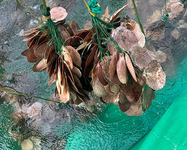 1) Laver Sprount Nursed on the Shell