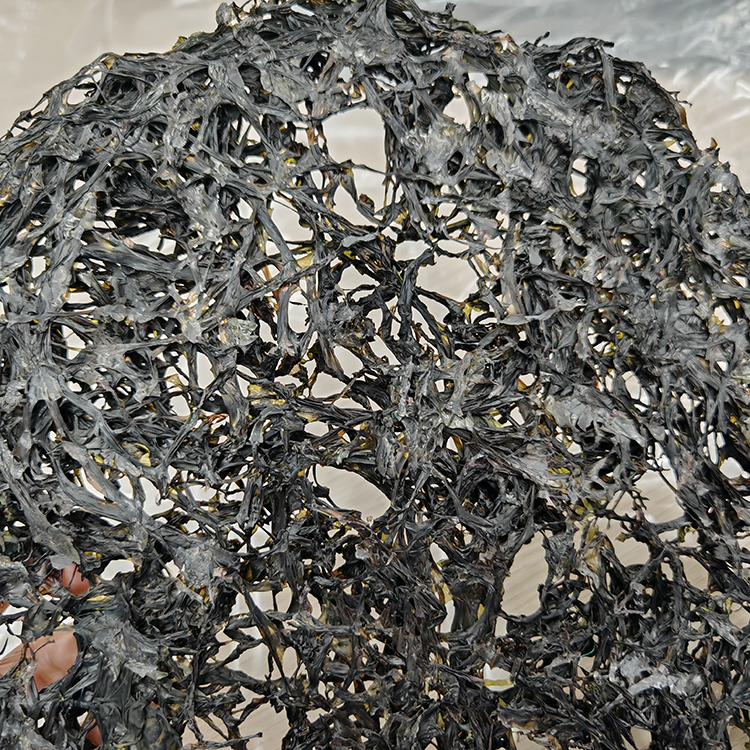 Dried Seaweed Bulk for Food or Producing Extract