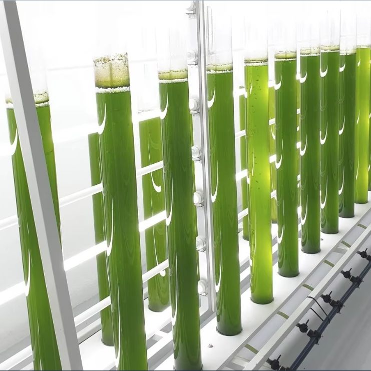 Algae cultivation acrylic tube