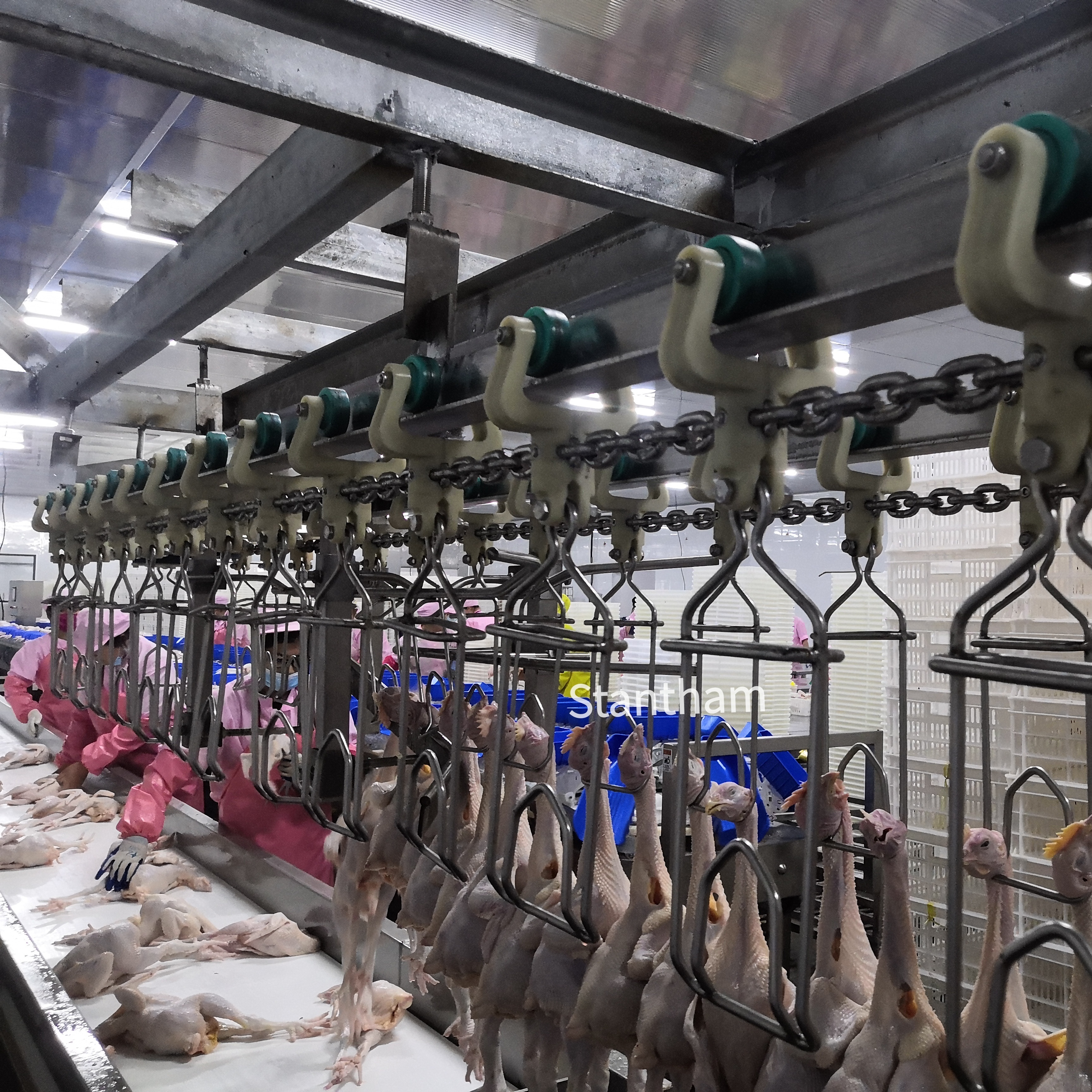 Halal Poultry Abattoir Equipment Done Right