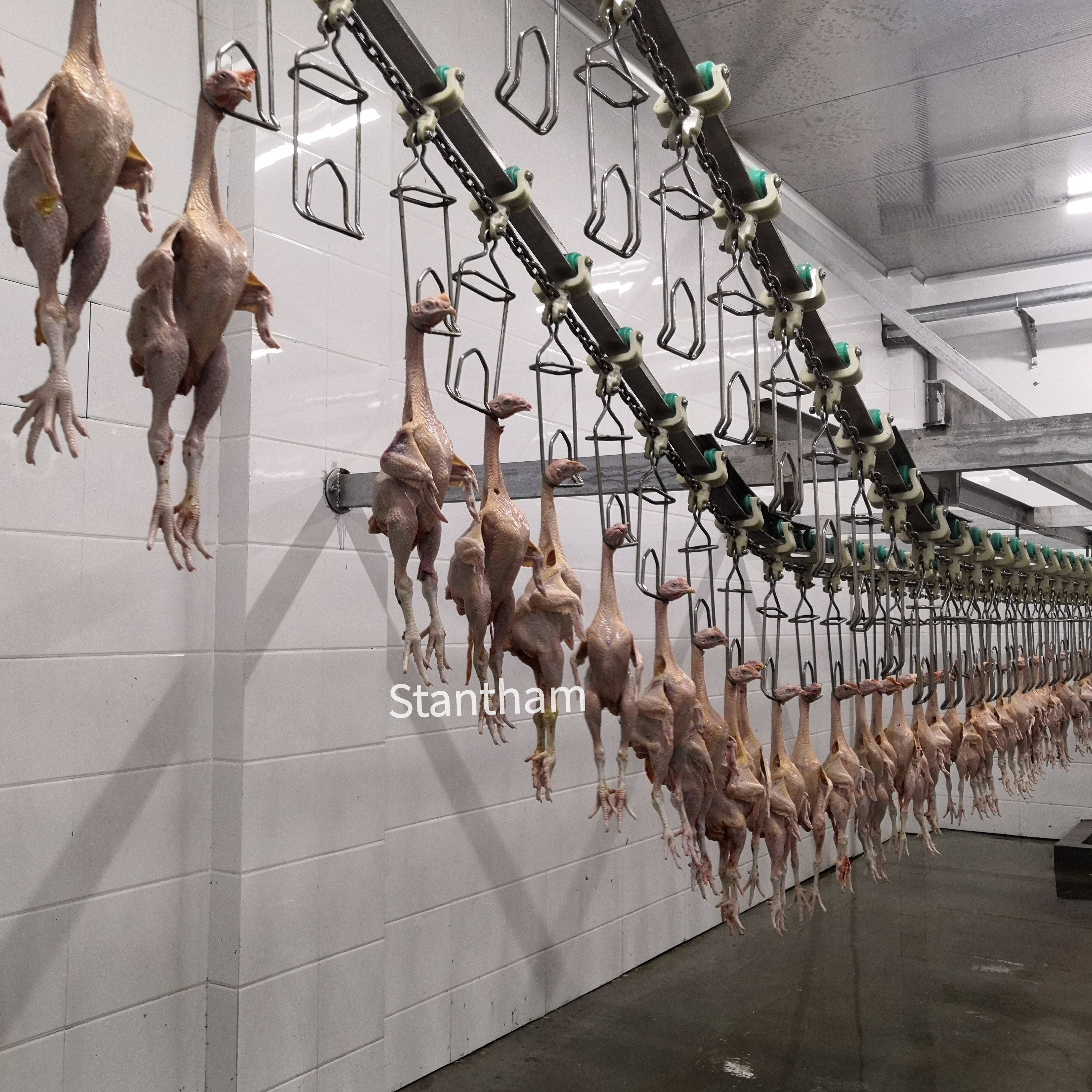 Why Global Processors Choose Our Chicken Processing Equipment