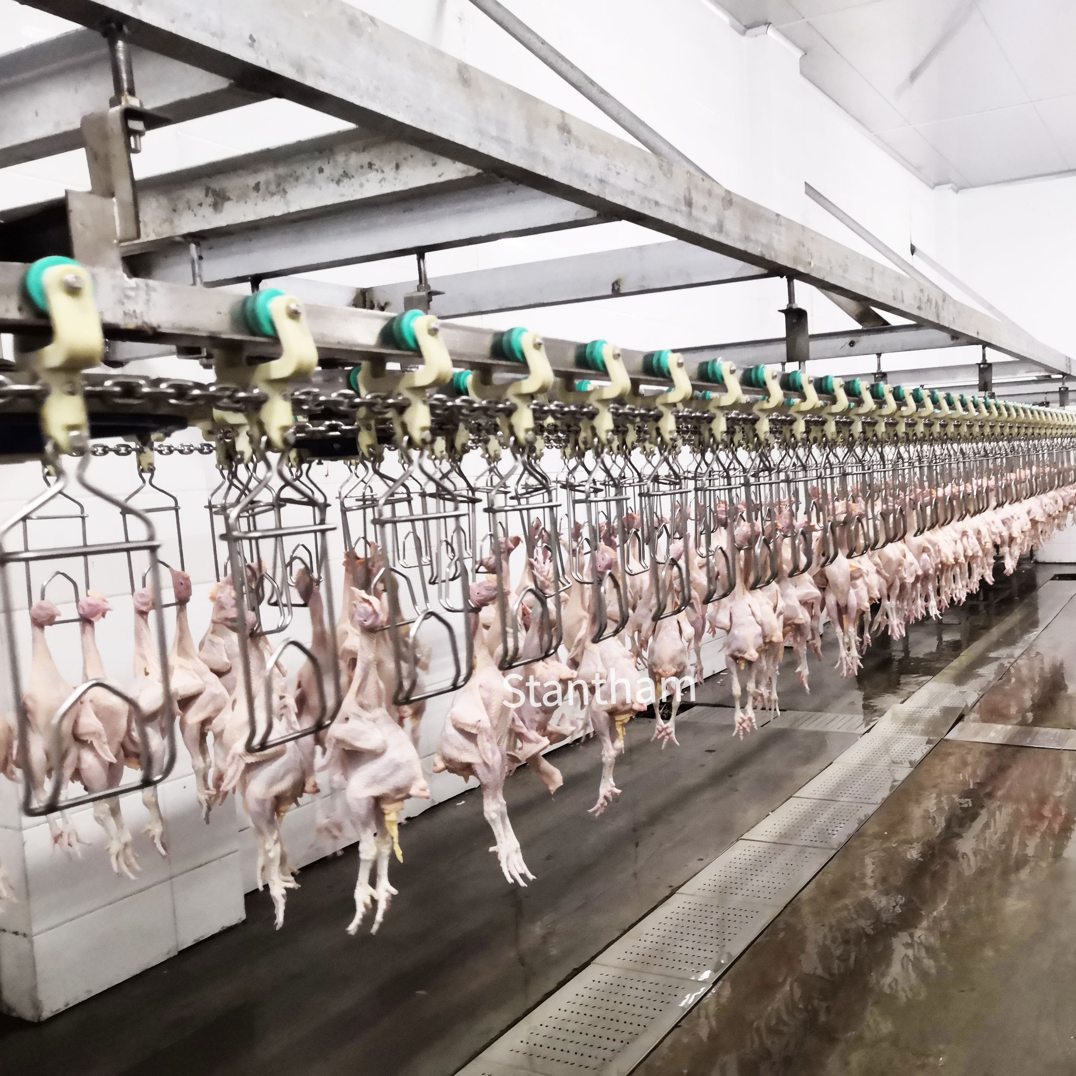 Why An Automatic Chicken Slaughtering Machine Boosts Output