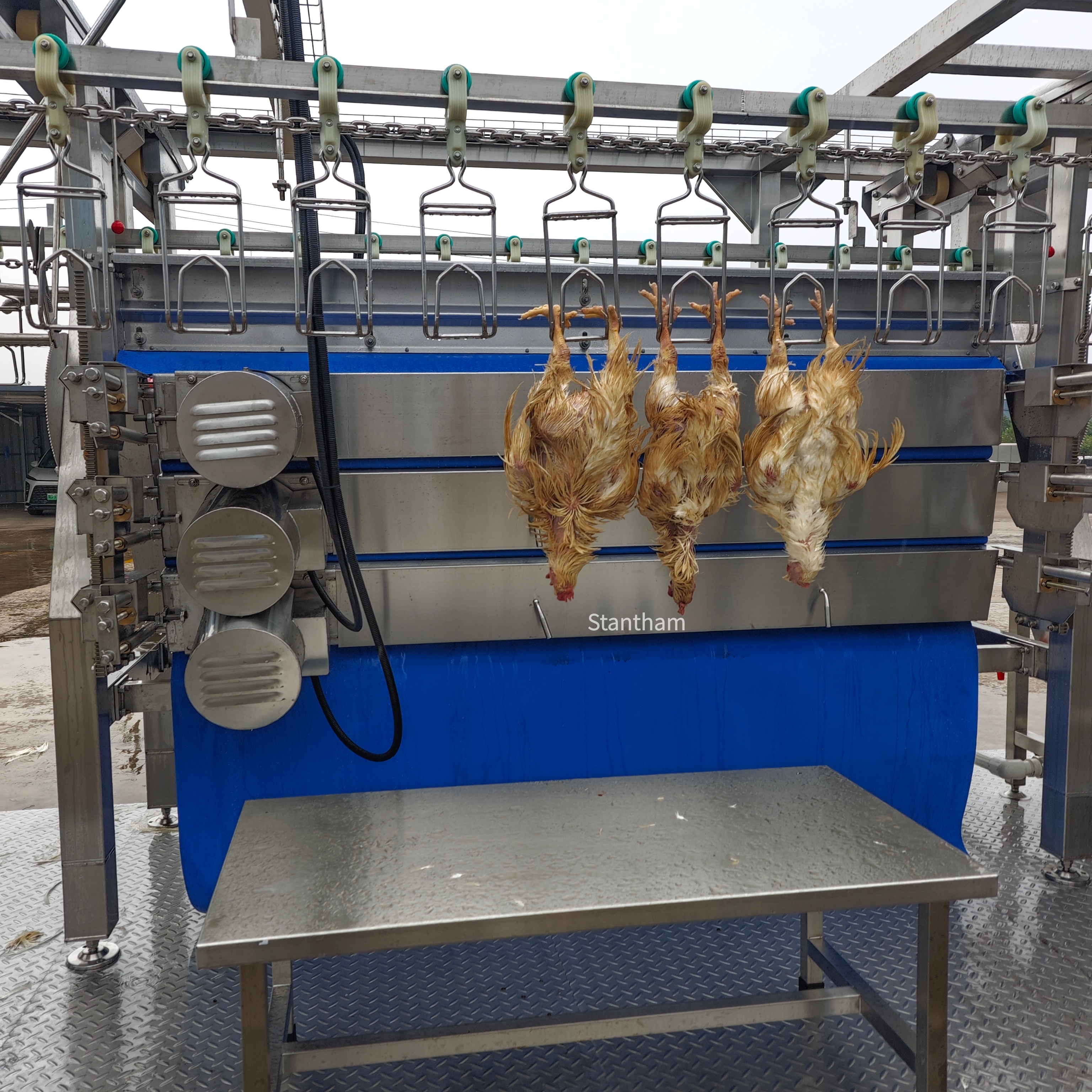 Professional Poultry Slaughterhouse Design for Optimal Workflow and Hygiene