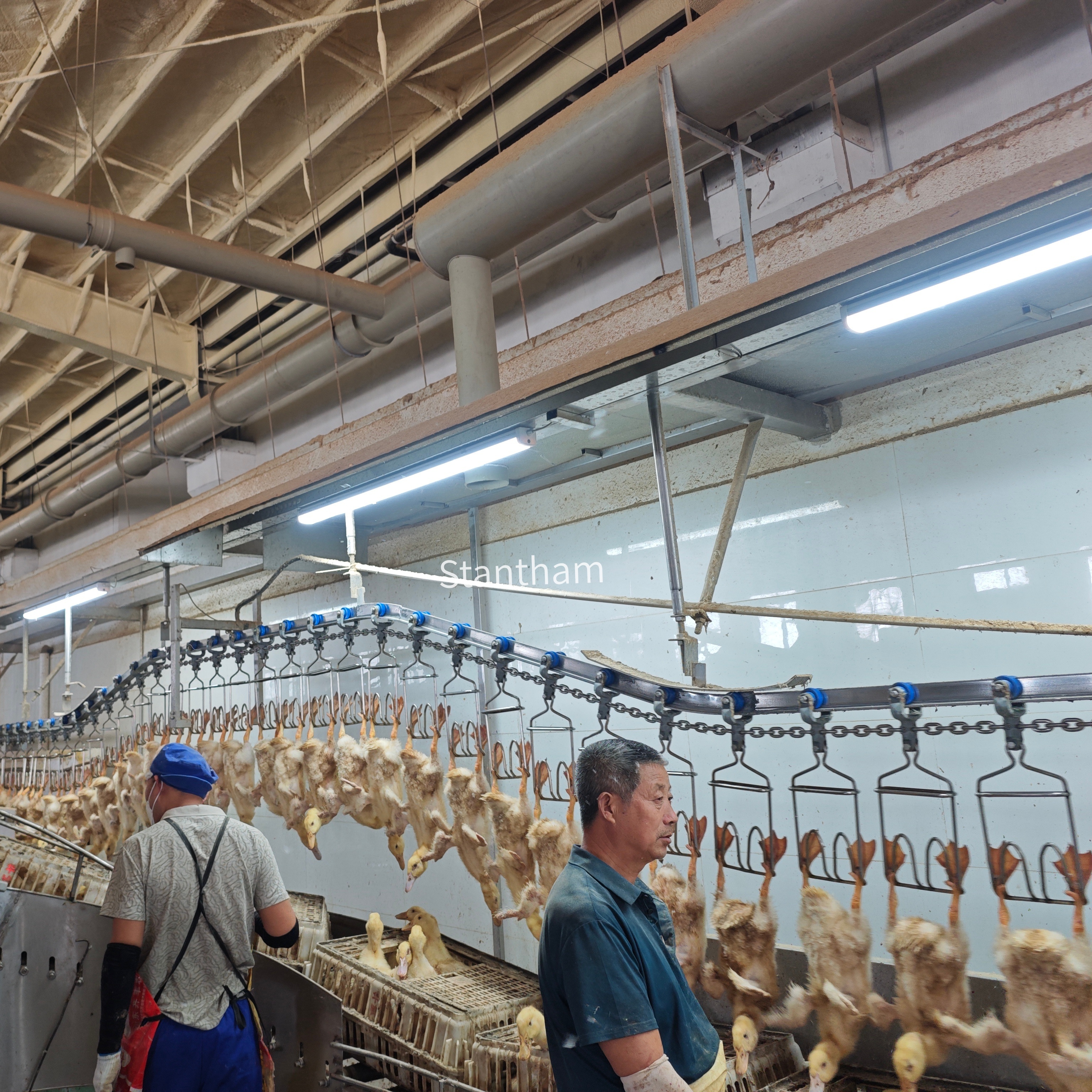 Fully Integrated Line Engineering From Live Bird To Packed Product