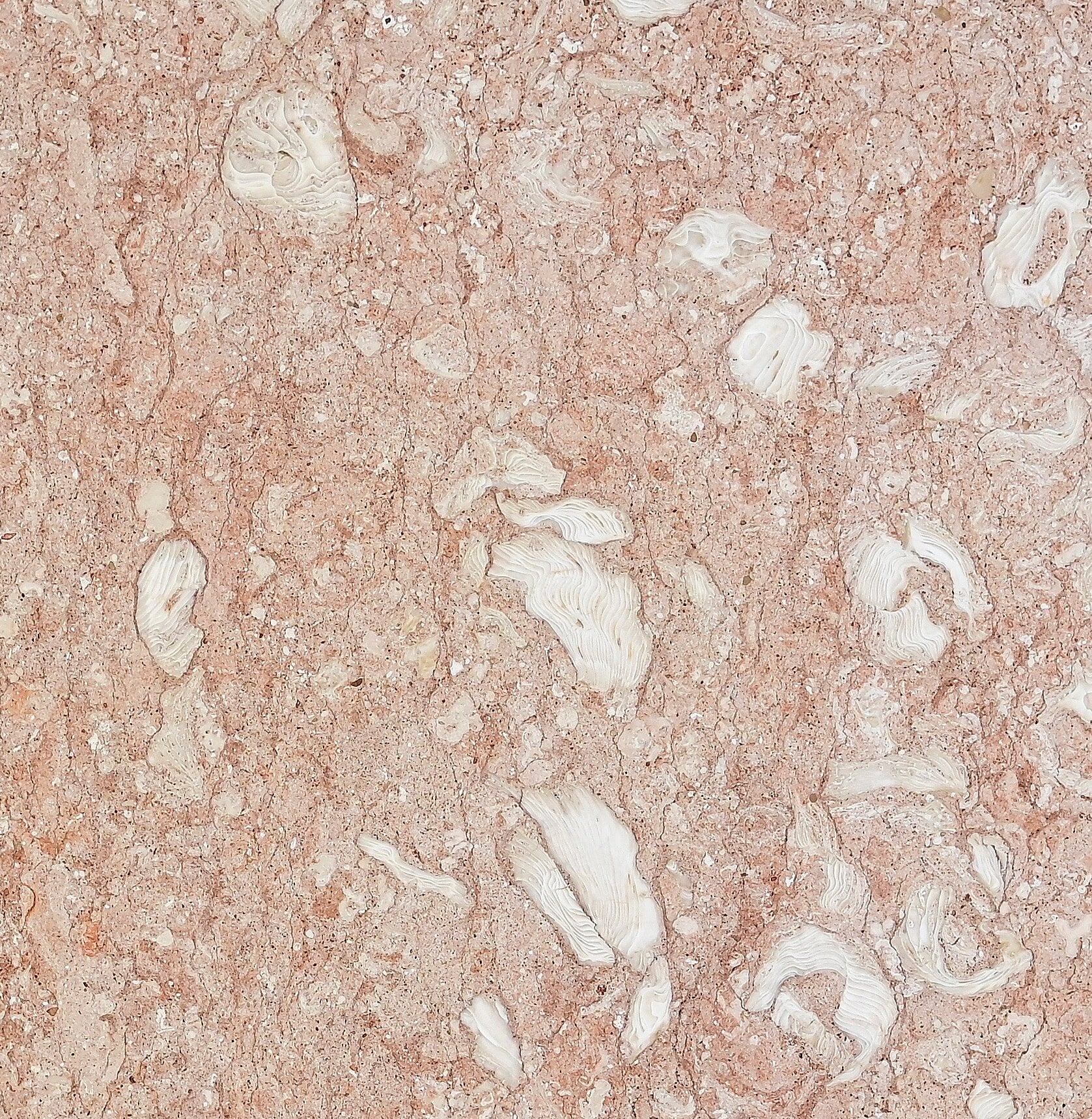 Placă de piatră calcar Oysterfossil Roz cu caracteristici naturale unice