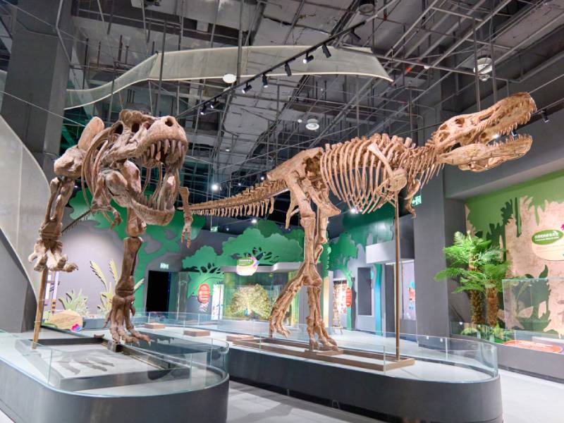 Fujian Yingliang Stone Natural History Museum and Xiamen Chengyi Nature Exploration Hall Launch 'Color Explosion' Themed Science Exhibition