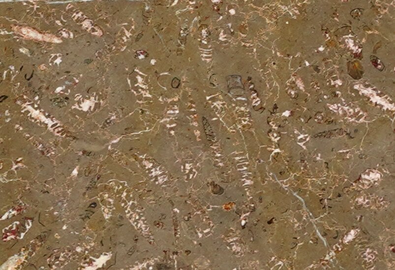 Jurassic Brown Naturlig Kvartsit Exotisk Stenplatta