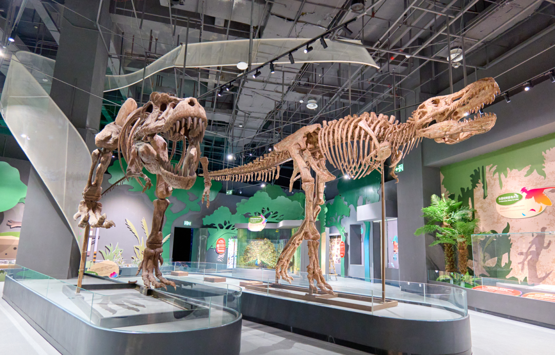 Fujian Yingliang Stone Natural History Museum and Xiamen Chengyi Nature Exploration Hall Launch 'Color Explosion' Themed Science Exhibition.png