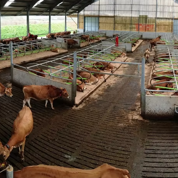 Prefabricated Steel Structure Chicken Farms Poultry House for 10000 Chickens