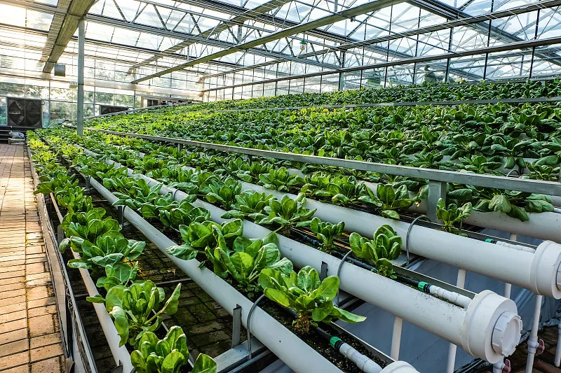 Equipaggiamento per la lavorazione delle verdure: migliorando efficienza e qualità nell'industria alimentare
