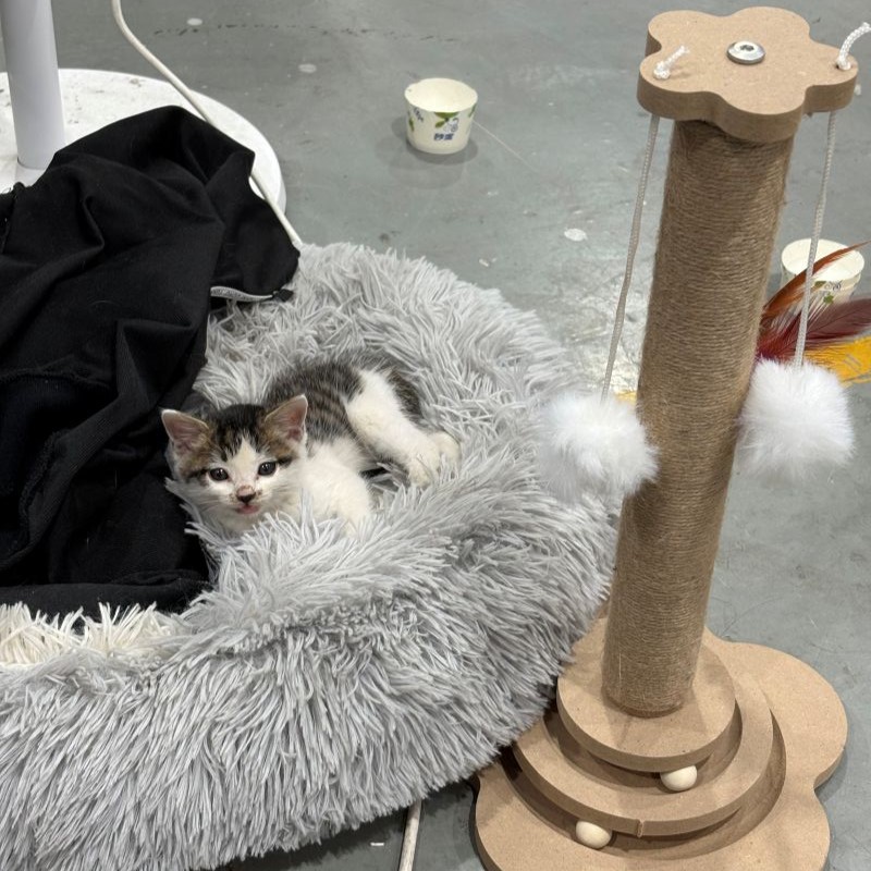 A Heartwarming Moment! DMK Laser's Leader Rescues A Cat, Welcoming The Furry Friend As A New Company Member