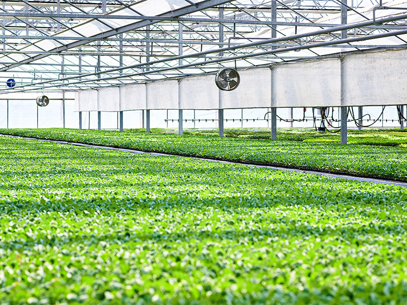 What Is the ideal mateiral for Greenhouse ?