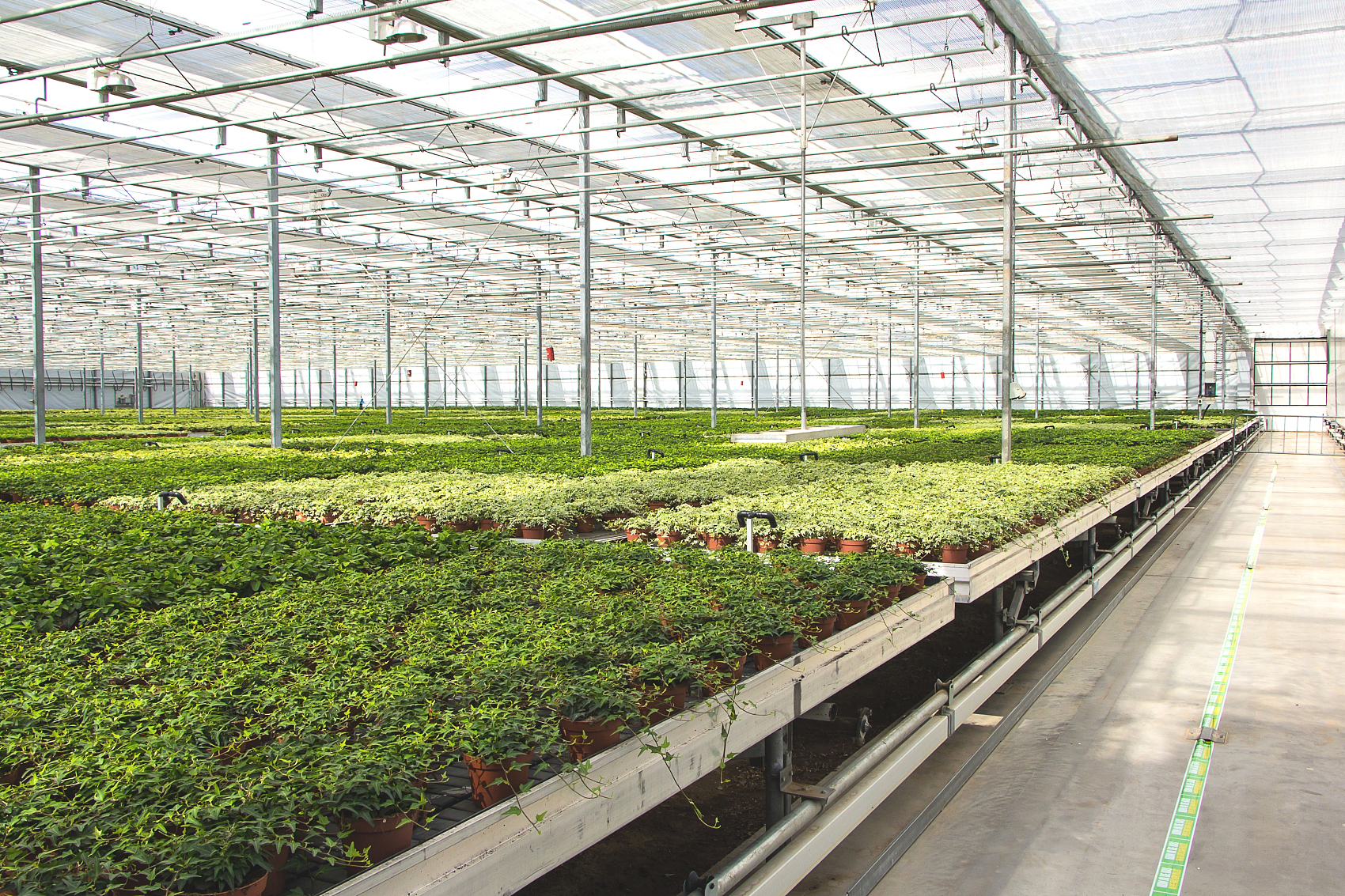 Greenhouse.jpg