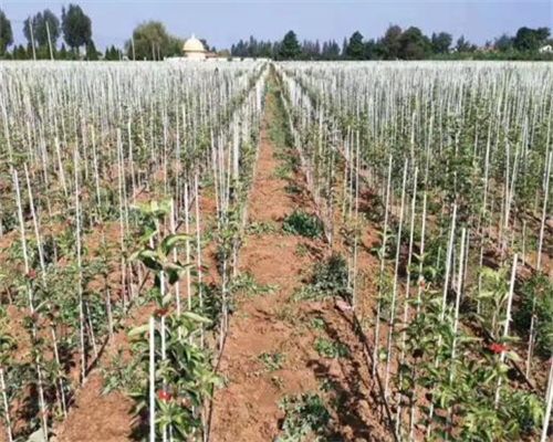 أوتاد أشجار من الألياف الزجاجية بالجملة | شحن مباشر من تشونغتشينغ دوجيانغ (CQDJ)