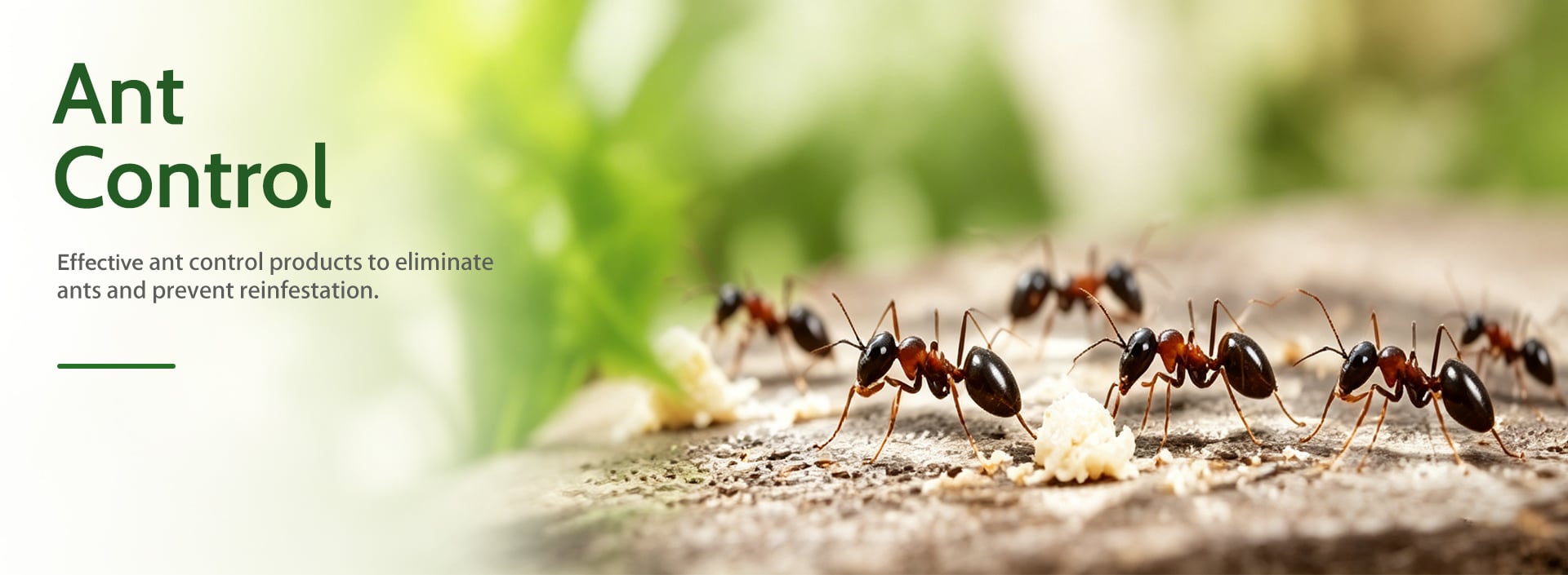 Ant Control