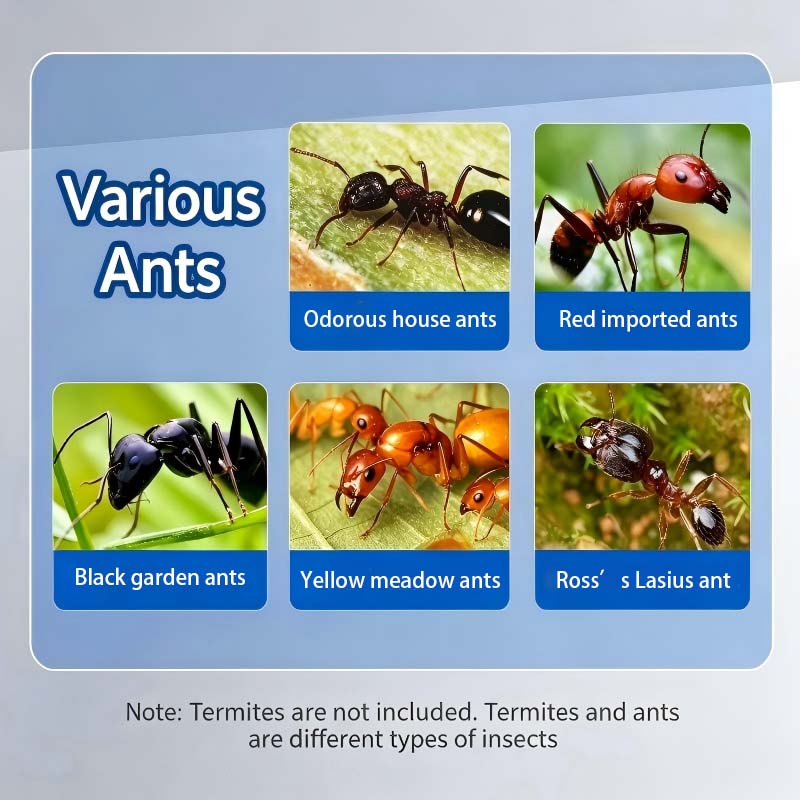 0.1% Dinotefuran Liquid Ant Bait Station 10gx4pcs