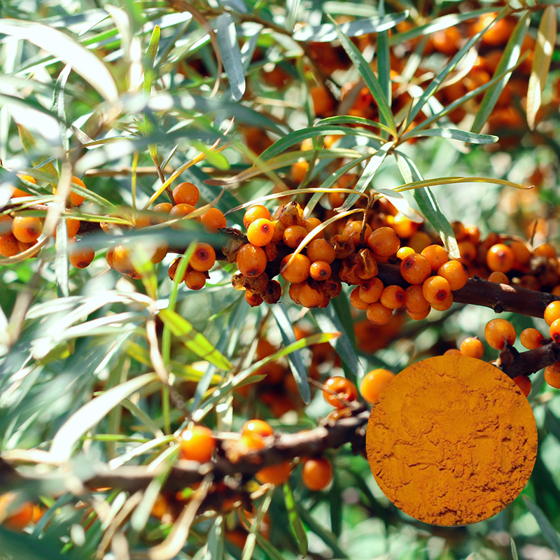 Sea Buckthorn Powder
