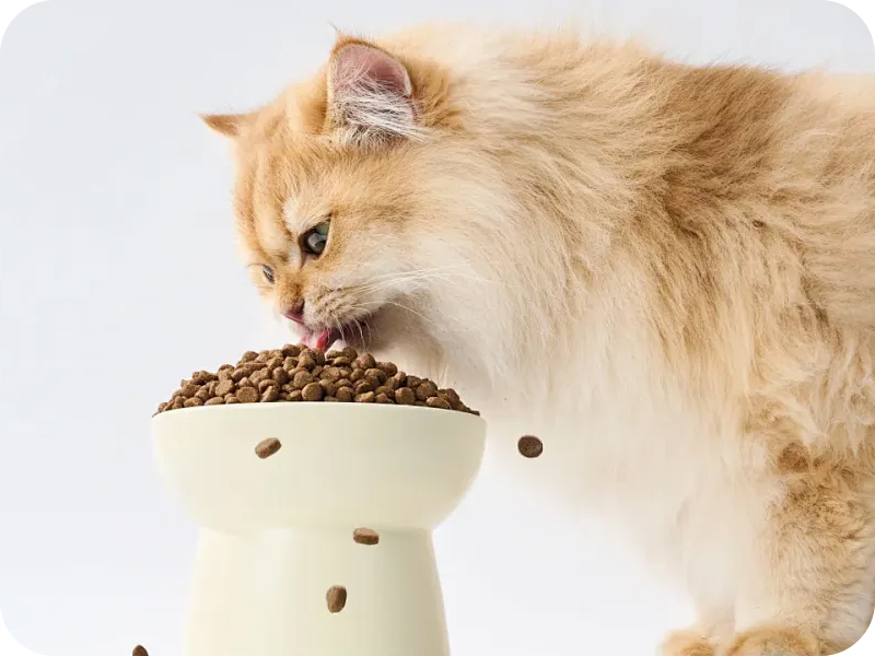 Animal Nutrition 
