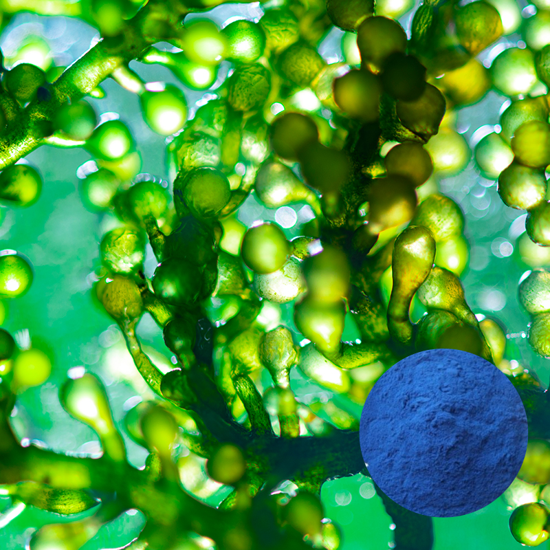 Spirulina Extract Phycocyanin E18