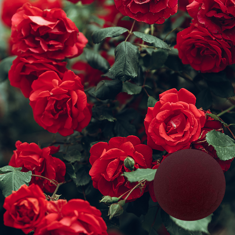 Rose Extract Powder