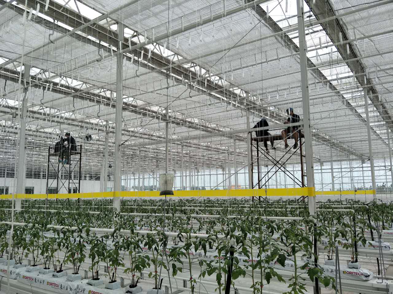What Makes Hydroponics the Future of Sustainable Agriculture?