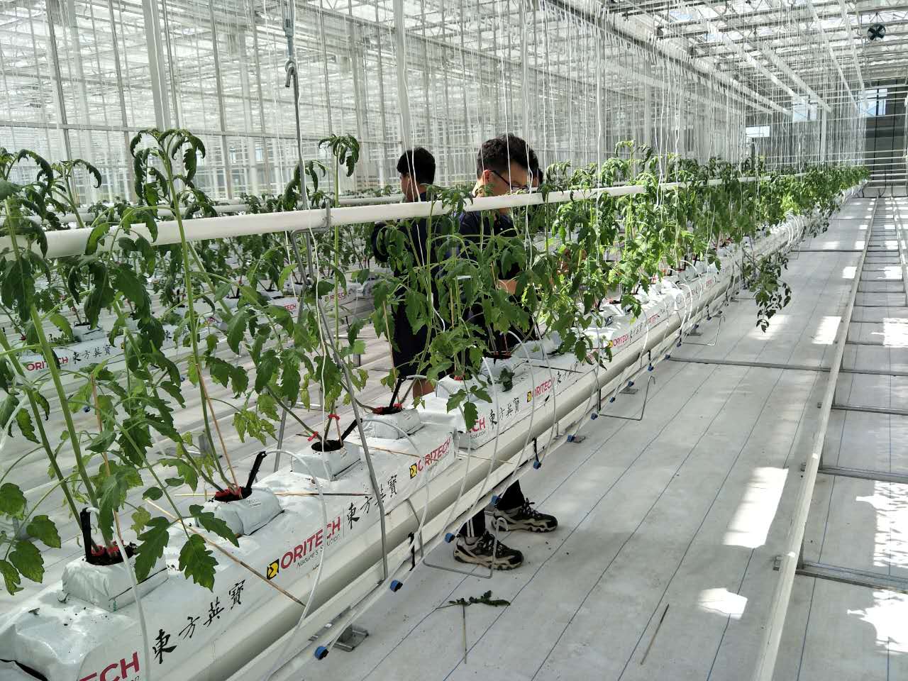 How Hydroponics Systems Revolutionize Indoor Farming for Increased Profitability