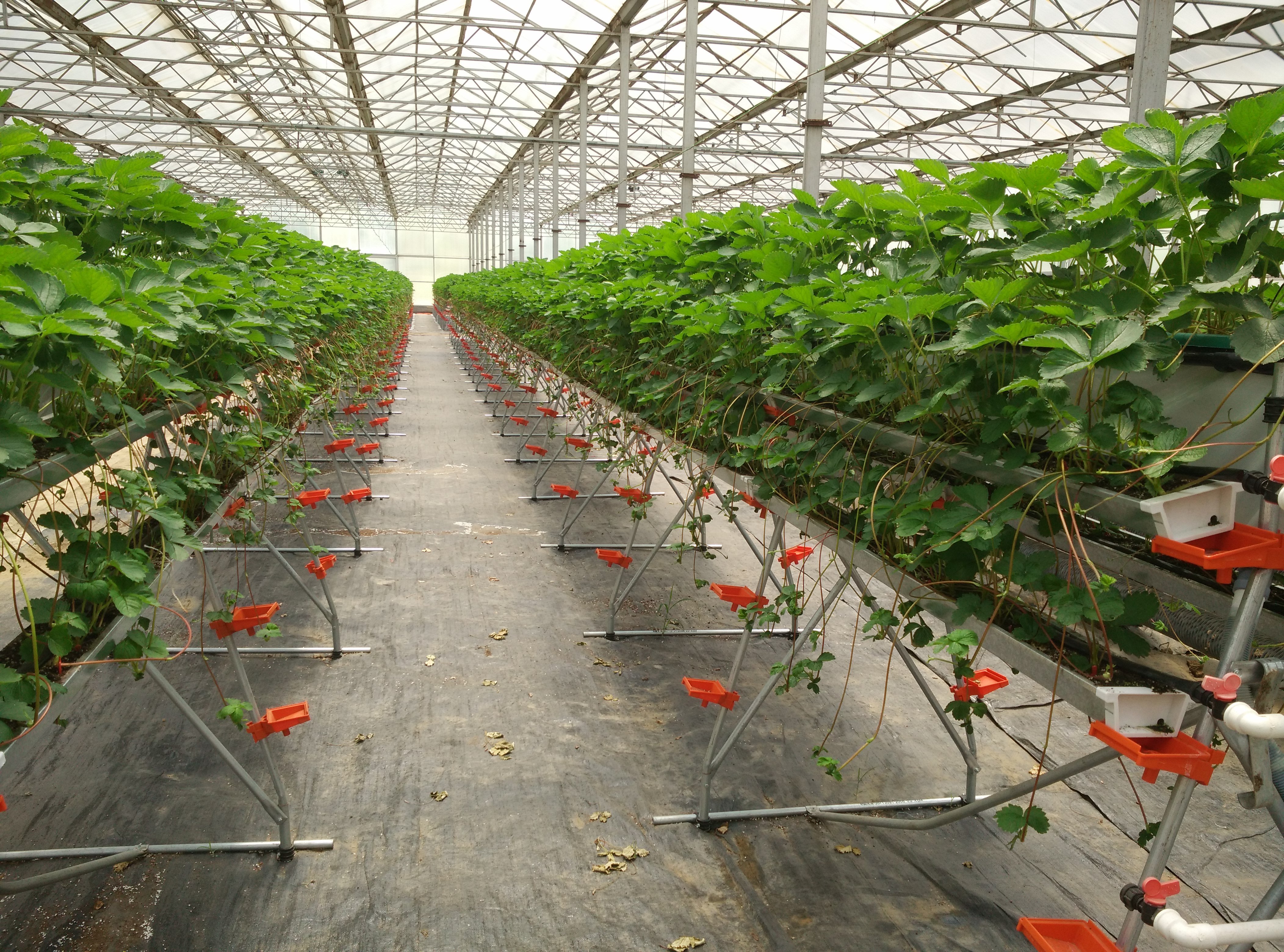 Where to Buy High-Quality Vegetable Hydroponic Systems at Wholesale Prices