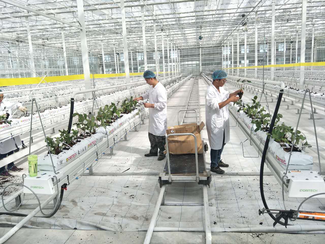 ¿Cuáles son los problemas comunes que enfrentan los compradores con los sistemas de riego para invernadero?