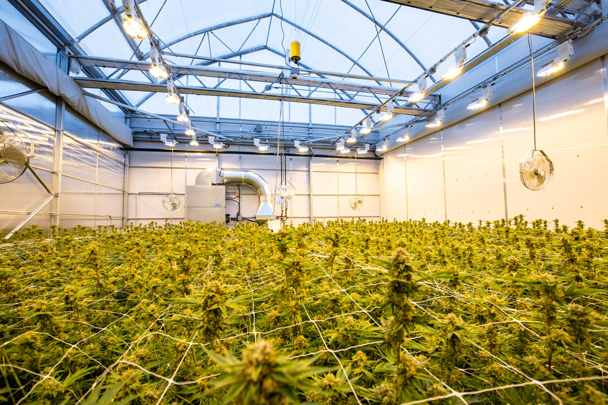 How to Maximize Profits with Indoor Plant Growing Systems in Your Business