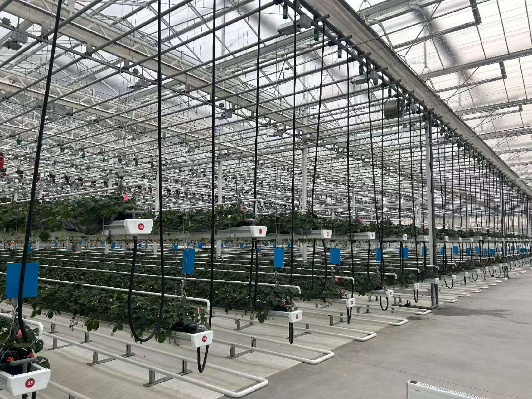 Where to Find the Latest Trends in Hydroponic Vegetable Systems for Wholesale