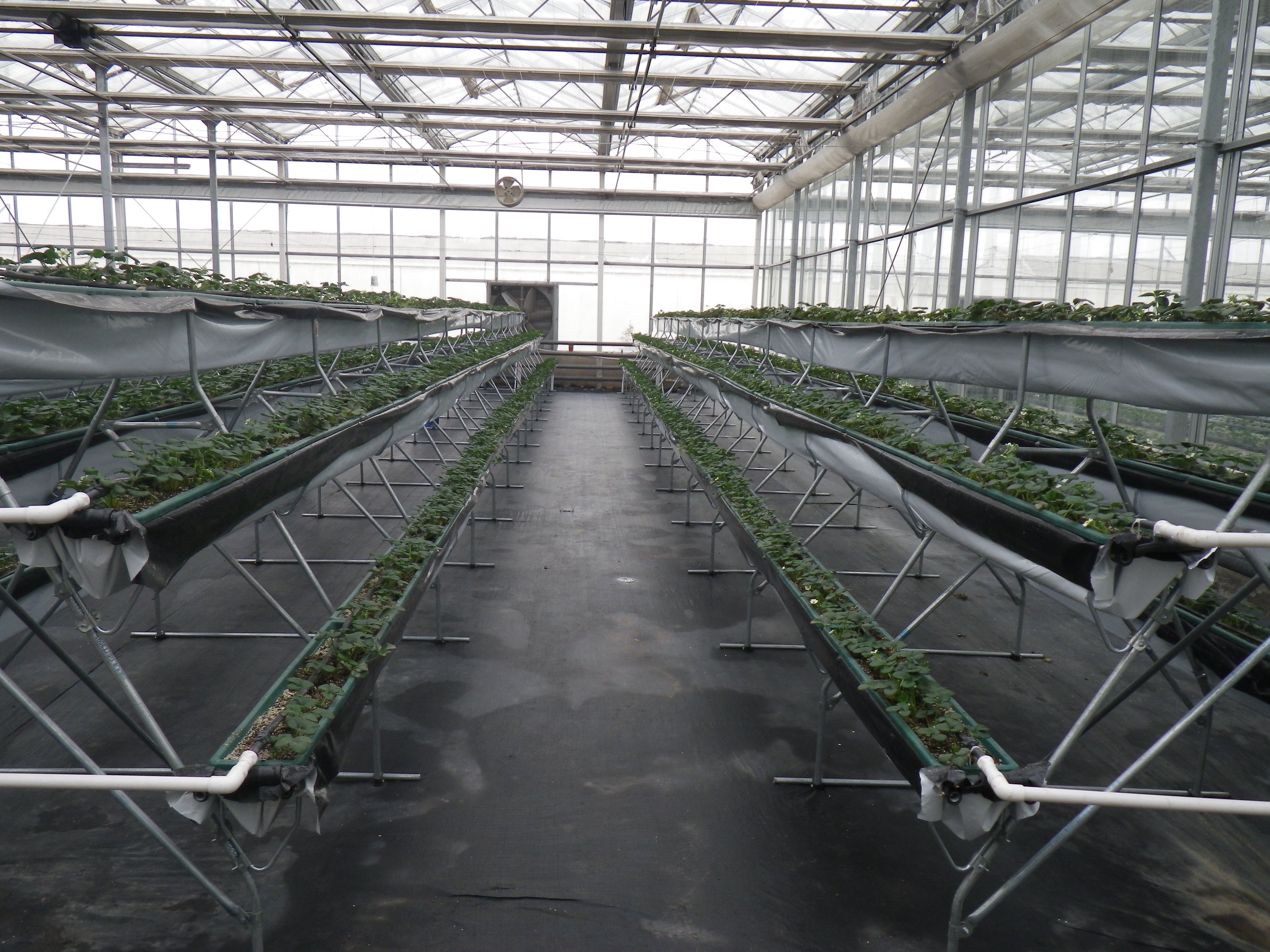 What Common Issues Do Buyers Face with Vegetable Hydroponic Systems?
