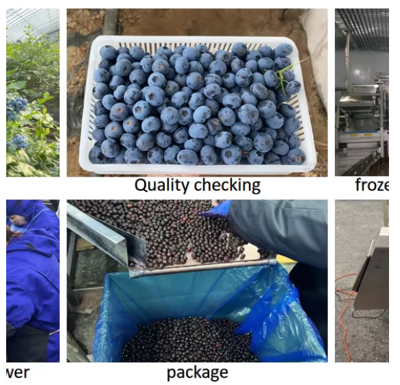Elevate Your Products with Our Freshly Frozen Blackcurrants!