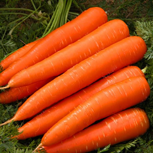 WYLFOODS Provides Newseason IQF Frozen Carrots for Food Processing Lines
