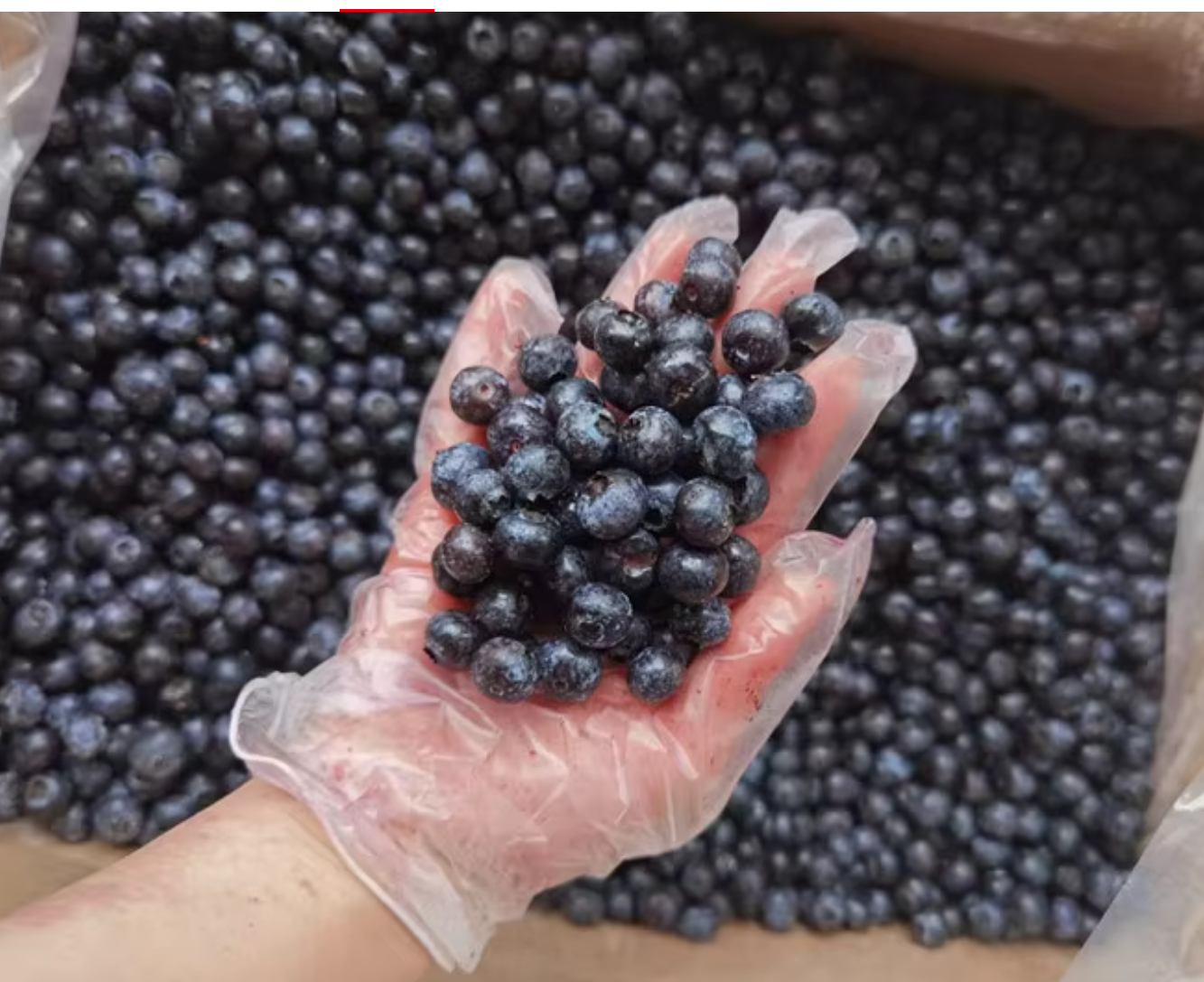 Frozen Blueberries You Can Count On – Perfect for Bulk Orders