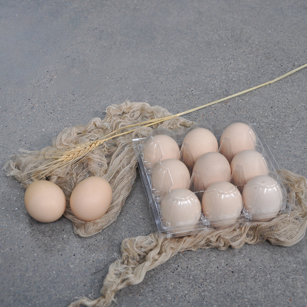 Where to Buy High-Quality Plastic Egg Boxes in Bulk
