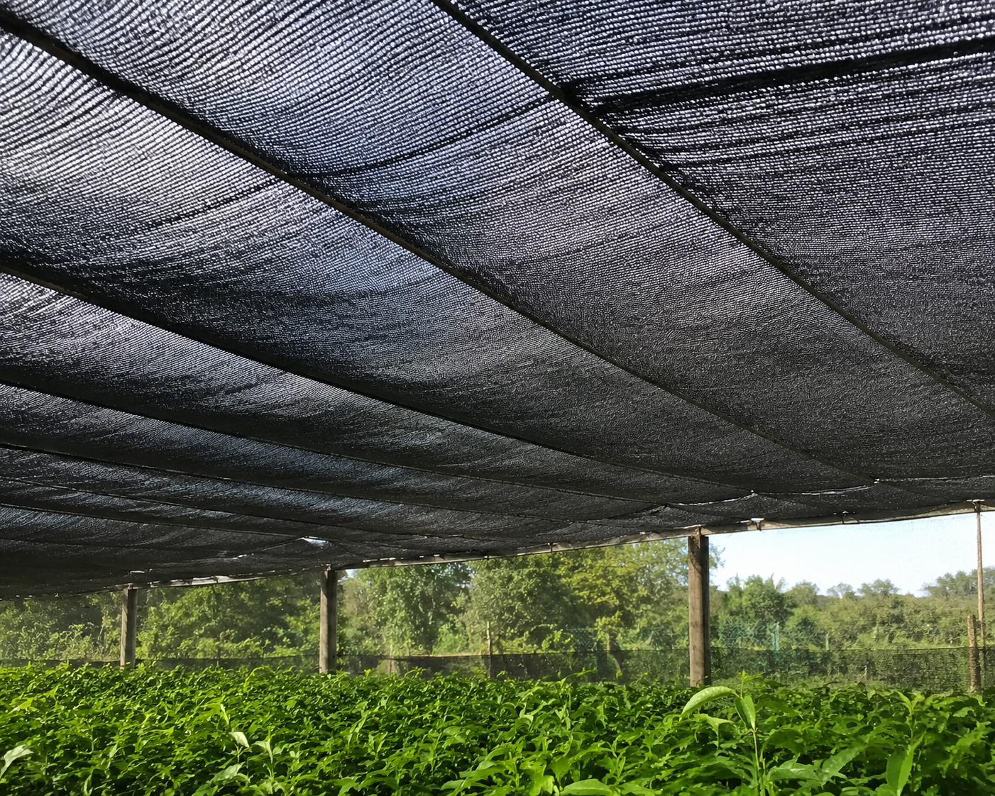 Why Cheap Shade Nets Cost You More: A B2B Sourcing Guide