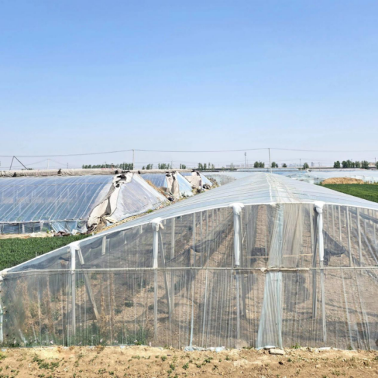 Custom Greenhouse Film Manufacturer: Tailored Agricultural Plastic Sheeting