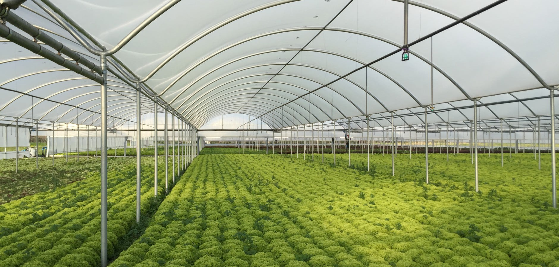 Hochwertige Gewächshaus-Plastikfolie für optimales Wachstum