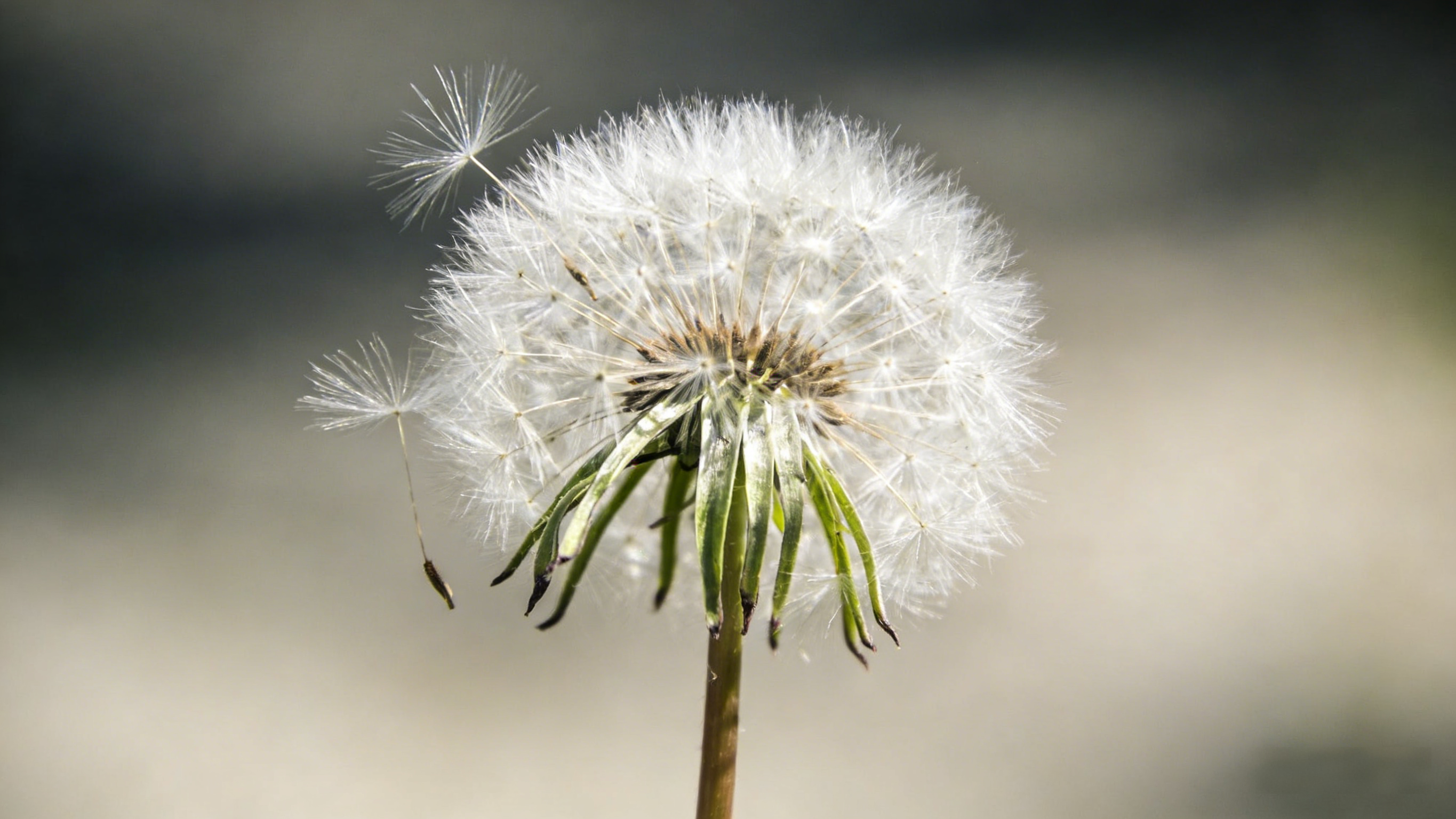 Choosing the Wrong Dandelion Extract? These 3 Real Pain Points Have Tripped Up 90% of People!
