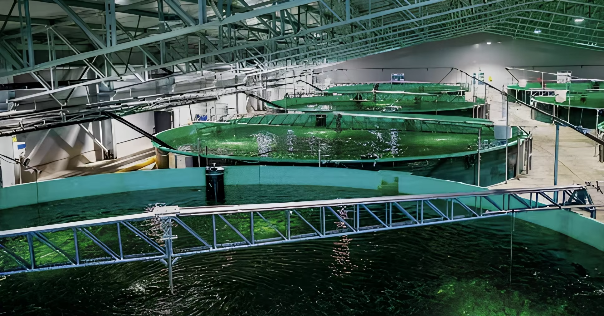 The Future of Land-Based Farming: Why RAS is the Ultimate Investment for Modern Aquaculture