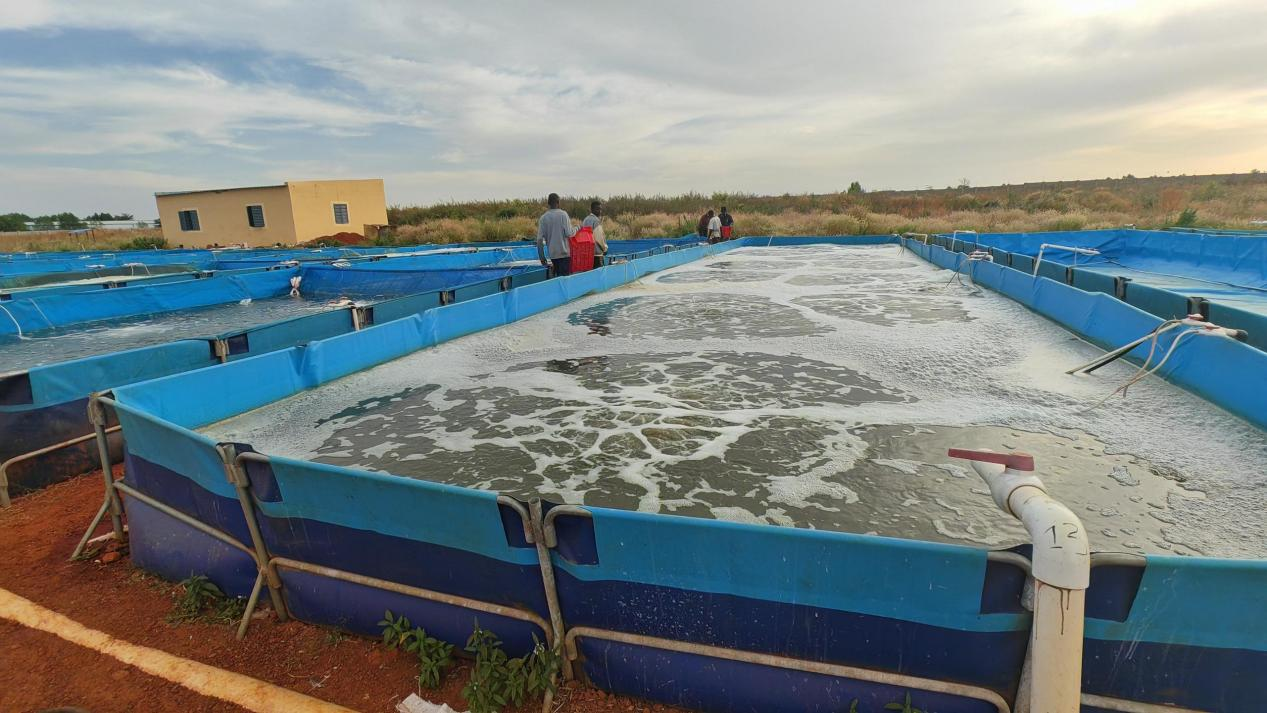 Tilapia farming