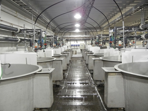 How Intelligent RAS Redefines Your Aquaculture Success