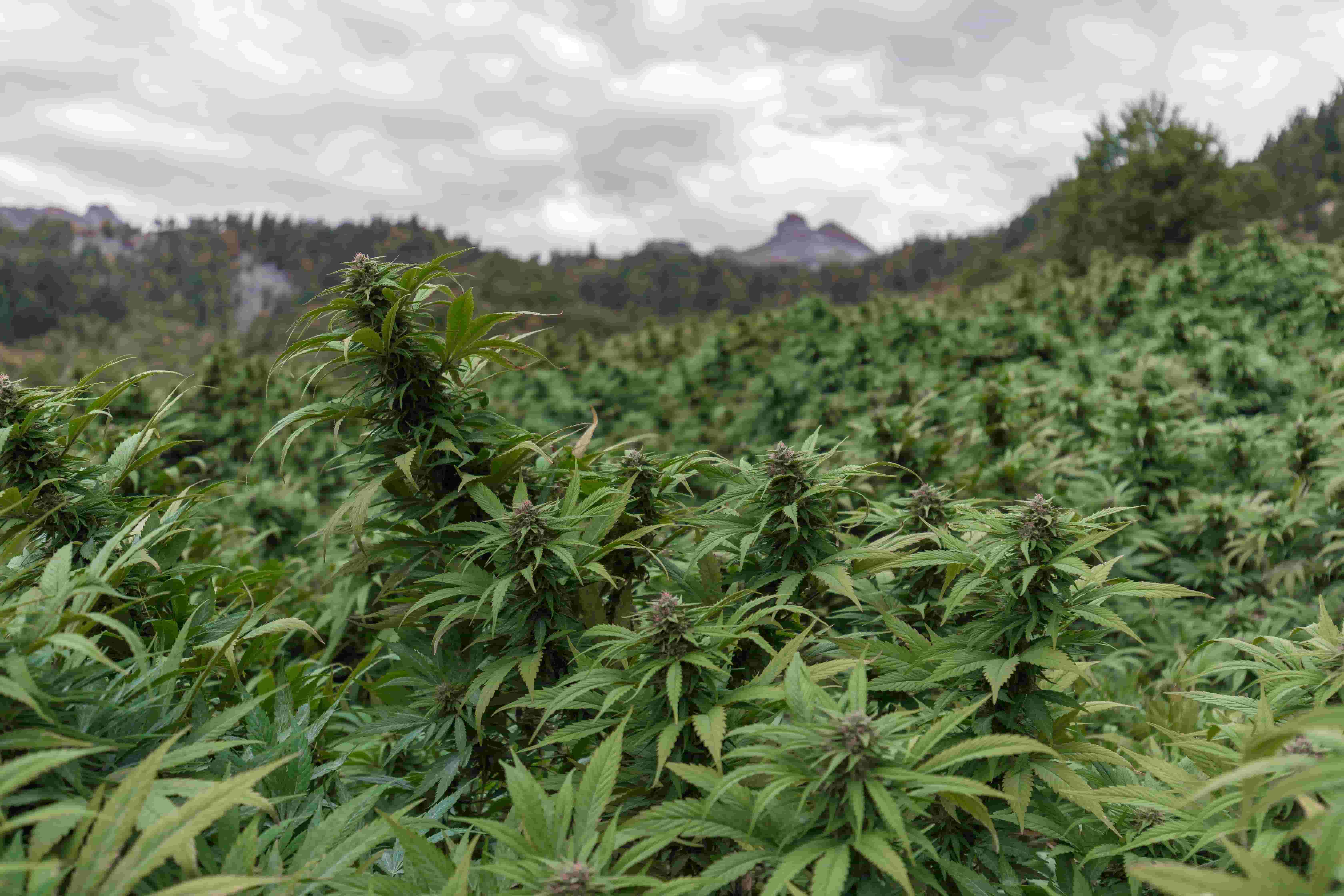 cbd-7665265.jpg