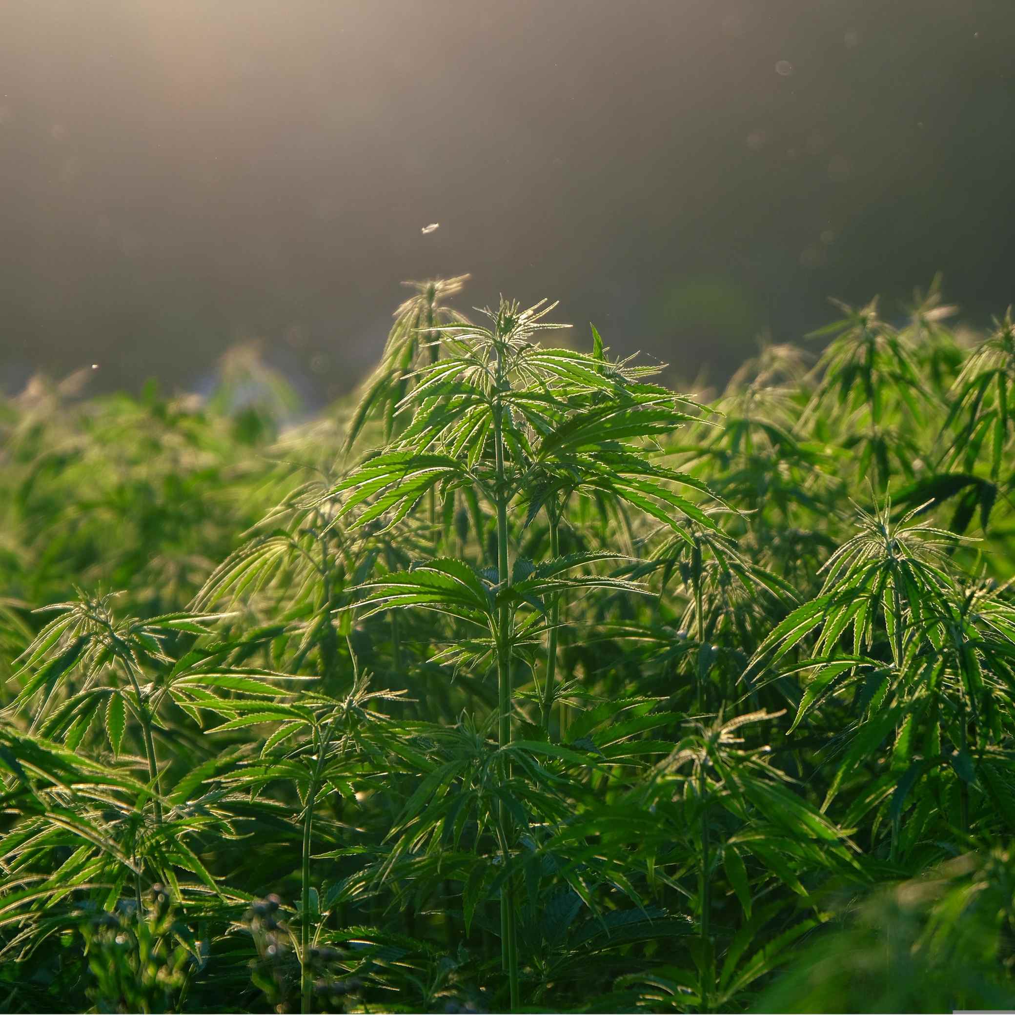 Weed Cultivation