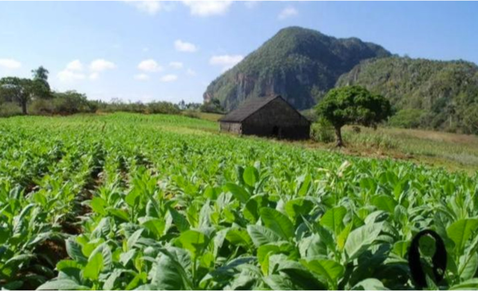 Proceso de secado de hojas de tabaco para puros