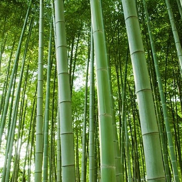 Natural Bamboo Forest